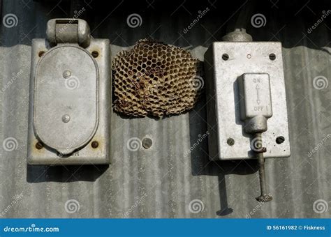 wasps in electrical box|electrical wasps in boxes.